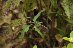Pimpinella heyneana